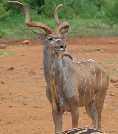 Kudu